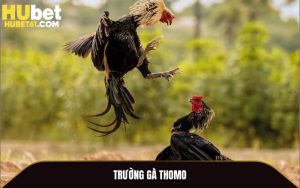 Trường Gà Thomo - Nơi Hội Tụ Những Trận Đấu Kinh Điển